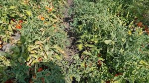 Крупный помидор для выращивания в поле, Мирсини F1.