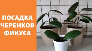 Посадка черенков фикуса. Верхушки фикуса дали корни.