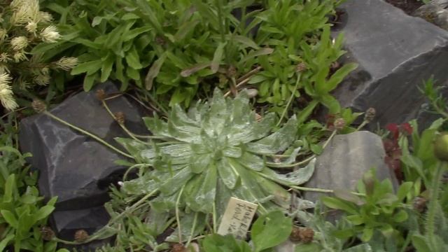 Карельская скалка с альпийскими растениями смотреть онлайн