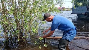 Паводок на Оби. Сургут. 21.06.24