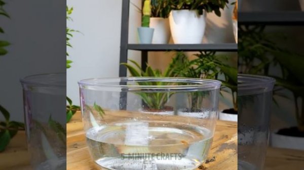 GREAT GARDENING IDEAS FOR THE GARDEN OF YOUR DREAM || Easy Green Tips for Lush Plants at Home