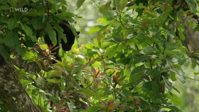 The Real Black Panther Documentary 2021 [English Subtitles] - Our Climate . смотреть онлайн