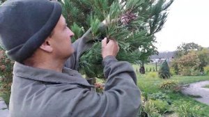 Кедр корейский(согласно  документам) в Беларуси. Первый урожай.