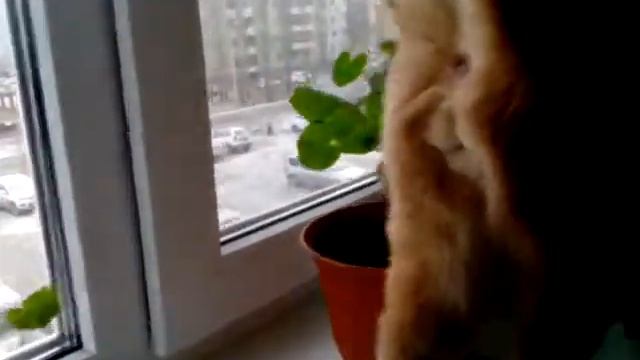 Кота жопа смотреть онлайн