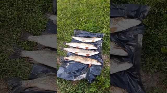 Нарвское водохранилище, удачный день по щуке. смотреть онлайн