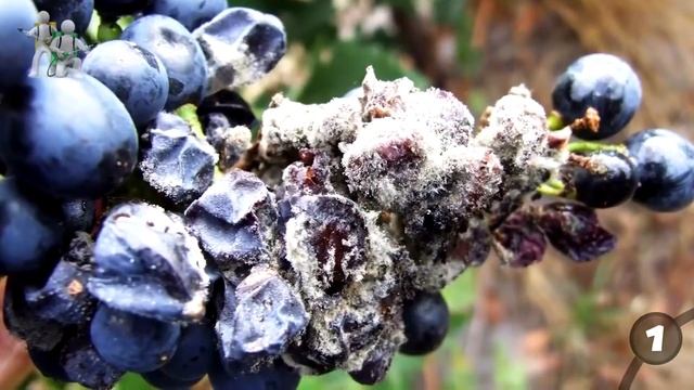 Постельные клопы. Как обнаружить и вывести смотреть онлайн