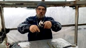 23.03.21. прививаем розы на шиповник