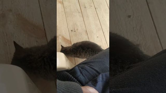 Жизнь в ЗаМкадье. Соседский кот пришёл в гости. 30 апреля 2023. смотреть онлайн