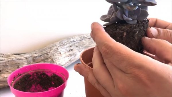 GRAPTOPETALUM SUPERBUM ? | Rosa de Mármol Rosada