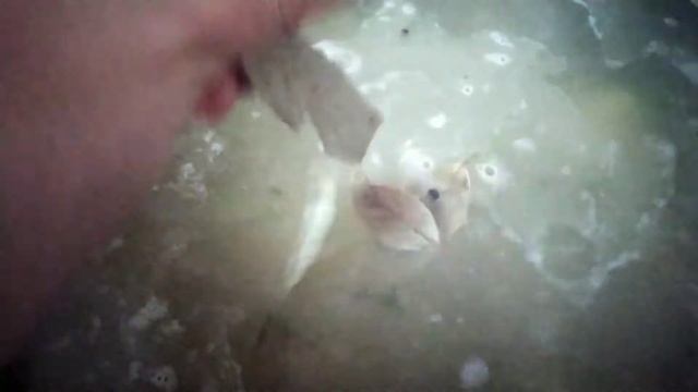 ЗЕЛЁНЫЙ БОРЩ