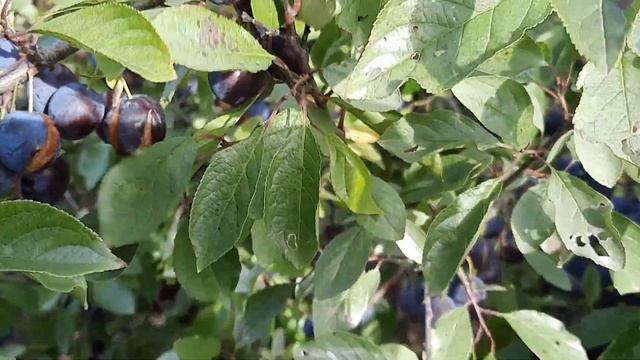 ДАЧА , ТЕРНОСЛИВЫ И ЛЕС смотреть онлайн