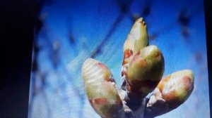 4 важные обработки сада весной