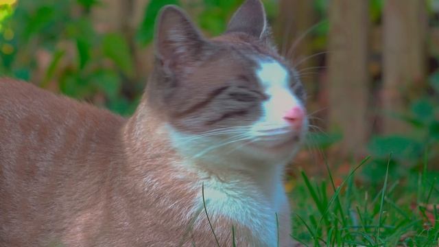 Best 4K HDR 120FPS Dolby Vision