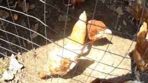 Куры несушки Каких покупать Рынок