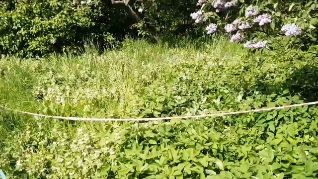 НАНЮХАЛИСЬ! смотреть онлайн
