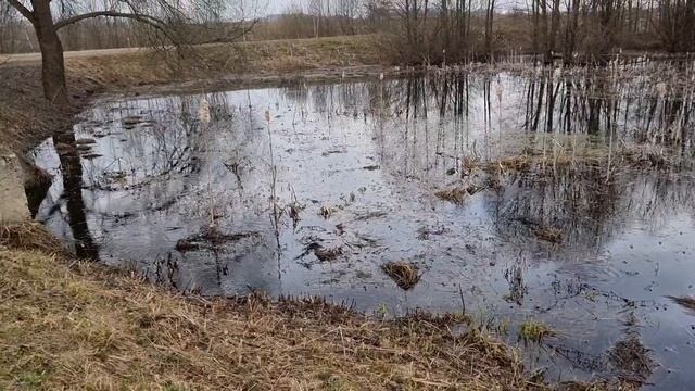 ГОЛУБЫЕ ЛЯГУШКИ около Шлагбаума на въезде в кфх Дик. Только 3 дня в Апреле= Настоящее Чудо Природы! смотреть онлайн
