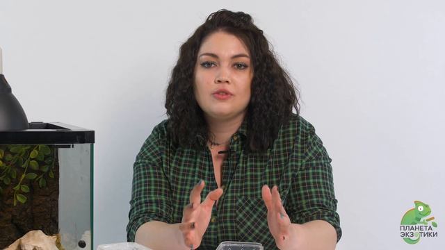 Рогатые лягушки. Как содержать в домашних условиях смотреть онлайн