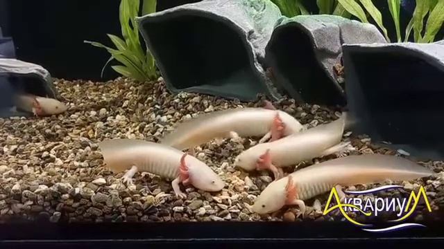 Аксалоты - Мексиканская саламандра смотреть онлайн