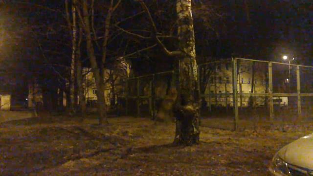 Питбуль залазит на дерево! смотреть онлайн