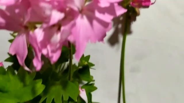 Лучшие сортовые пеларгонии.Helen Christine-  звездчатая пеларгония, мини стеллар. Яркие коготки!