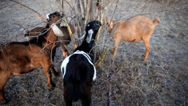 ЧТО ПРОИСХОДИТ У КОЗ (1, 2 ИЛИ 4??!) смотреть онлайн