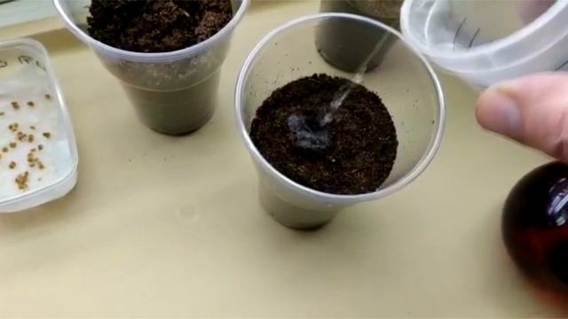 Сажаем перцы. Надежно и просто. смотреть онлайн