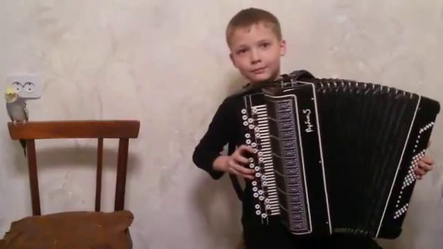 песни на баяне с попугаем смотреть онлайн