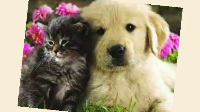 СЕГОДНЯ ДЕНЬ ЖИВОТНЫХ