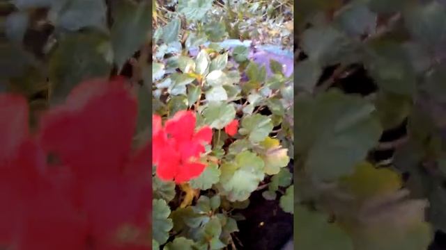 Личинка короеда и огромный слизень. Природа ТВ смотреть онлайн