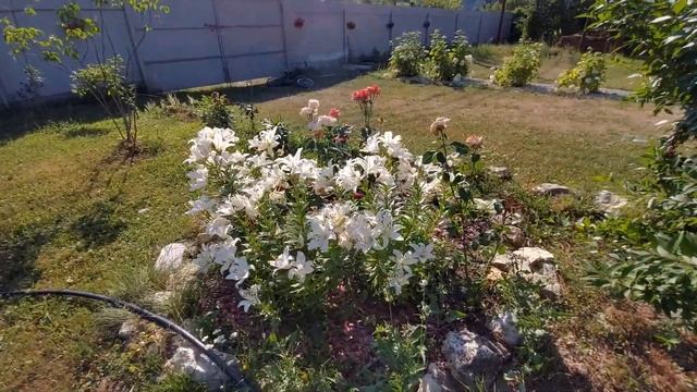 #загороднаяжизнь#дача#кобб300 Влог. Жаркий июль.Завели бройлеров. смотреть онлайн