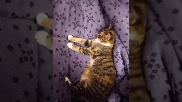 Это кошка по имени-Муся смотреть онлайн