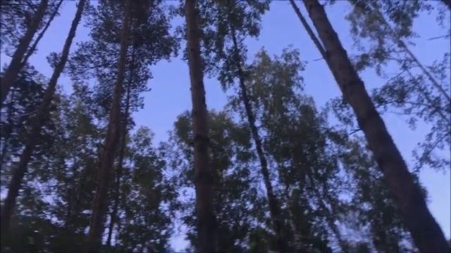 ЗАЧЕМ БАБУШКИ ХОДЯТ В ЛЕС НОЧЬЮ смотреть онлайн