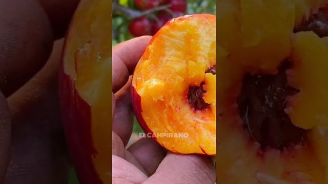 Con esta fruta se les va hacer Agua en la boca?- NECTARINA - смотреть онлайн