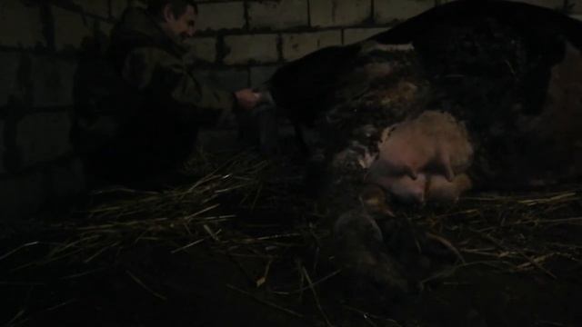 Отёл коровы. От схваток до родов. смотреть онлайн