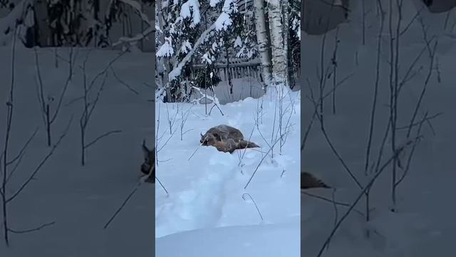 Рысь поймала лисицу. Редкие кадры #hunter смотреть онлайн