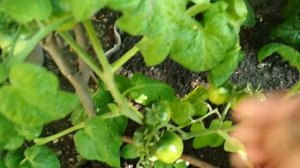 Томат Непас 11, выращен на окне и пересажен в открытый грунт #томаты