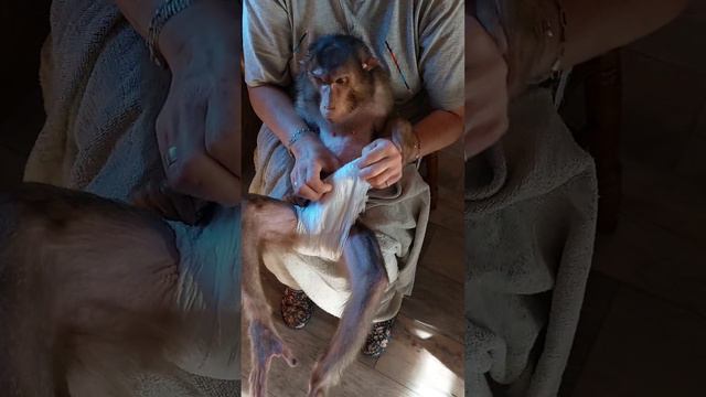 "Ринусин вечерок" 🤗 смотреть онлайн