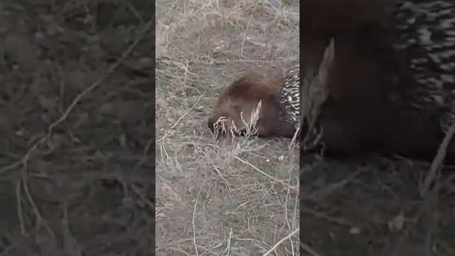 Сулутор декобраз21 апреля 2017 г. смотреть онлайн