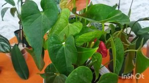 Как правильно обрезать цветы антуриума, чтобы она повторно процвела.    #антуриум # цветы #сад