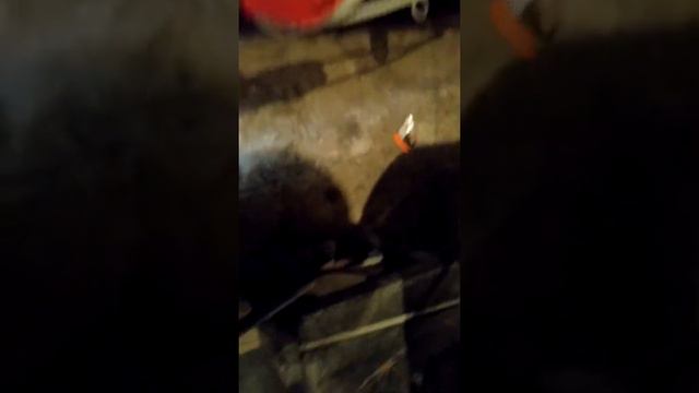 одна лебедка в обе стороны на луаз плазма смотреть онлайн