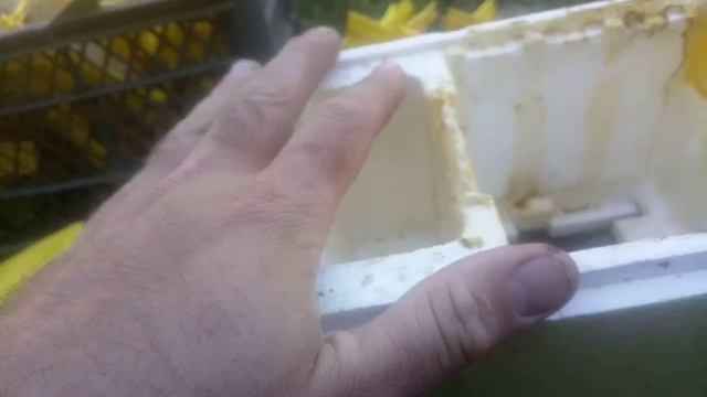 Нуклеусный парк. Какие нуклеусы использовать и чем кормить