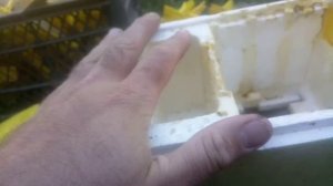 Нуклеусный парк. Какие нуклеусы использовать и чем кормить