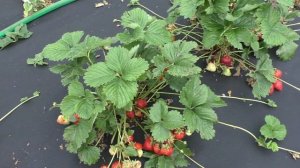 ВИКОДА позднеспелый сорт клубники.