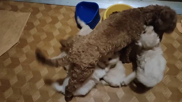 Очаровательные мальтипу, ждут своих любящих хозяев. +7(981)7114491 смотреть онлайн