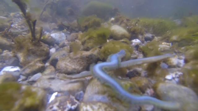 Seeringelwurm (Nereis diversicolor) laichen schwärmen GoPro Hero 3 Unterwasseaufnahme Ragworm смотреть онлайн