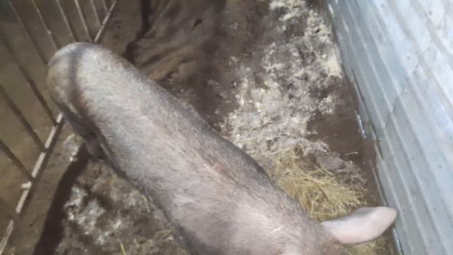 поросята на продажу смотреть онлайн