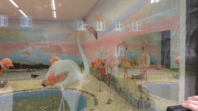 Гуляем по зоопарку Ижевска (Удмуртии) | We walk around the zoo Izhevsk (Udmurtia) смотреть онлайн