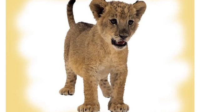 Развивающие карточки для детей - детеныши диких животных 2 смотреть онлайн