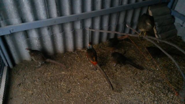 пропаиваю от глистов уток мандаринок, серебряного, золотого, и алмазного фазана смотреть онлайн