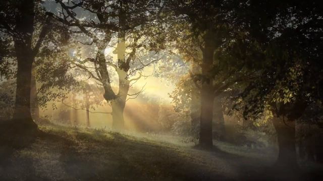 Лес звуки природы и расслабляющая музыка / Forest Sounds Of Nature And Relaxing Music